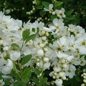 Exochorda x macrantha 'The Bride'